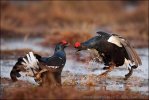 Black Grouse