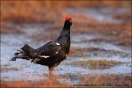 Black Grouse