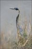 Black-headed Heron