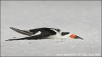 Black Skimmer