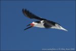 Black Skimmer