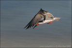 Black Skimmer