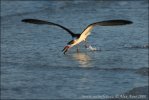 Black Skimmer