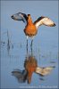 Black-tailed Godwit