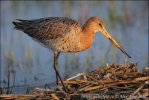 Black-tailed Godwit