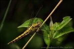 Black-tailed Skimmer F