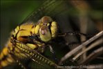 Black-tailed Skimmer F