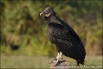 Black Vulture