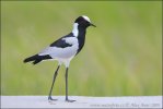 Blackshmith Lapwing