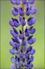 Blomsterlupin