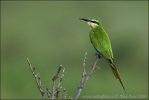 Blue-cheeked Bee-eater