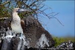 Blue-footed Booby