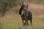 Blue Wildebeest