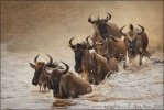 Blue Wildebeest