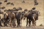 Blue Wildebeest