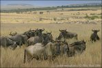 Blue Wildebeest