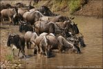 Blue Wildebeest