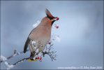 Bohemian Waxwing