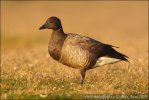 Branta bernicla