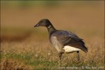 Branta bernicla