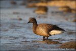 Branta bernicla