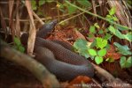 Broad Banded Water Snake