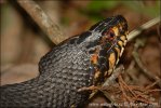 Broad Banded Water Snake