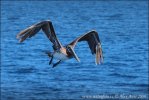 Brown Pelican