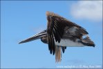 Brown Pelican