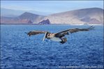 Brown Pelican