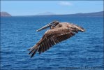 Brown Pelican