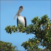 Brown Pelican