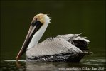 Brown Pelican