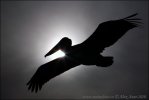 Brown Pelican