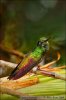 Buff-tailed Coronet