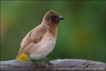 Bulbul Jardinero