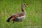 Burung Angsa Mesir