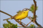 Burung Pipit Kuning