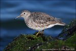 Calidris maritima