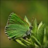 Callophrys rubi