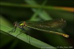 Calopteryx splendens