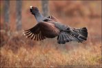 Capercaillie