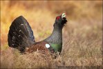 Capercaillie