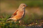 Carduelis cannabina