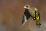 Carduelis chloris