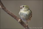 Carduelis spinus