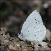 Celastrina argiolus