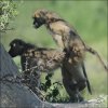 Chacma Baboon