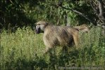 Chacma Baboon