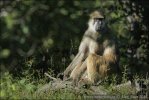 Chacma Baboon